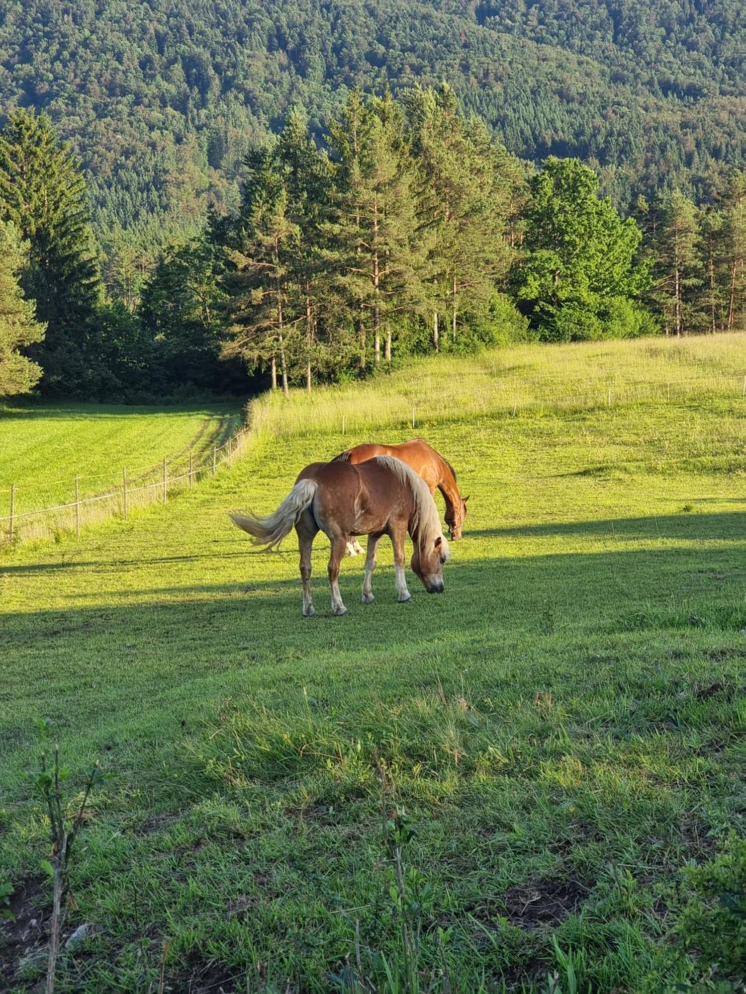 Notranjska Hisa - Traditional Country House, Close To The World Attraction Cerknica Lake Begunje pri Cerknici Luaran gambar